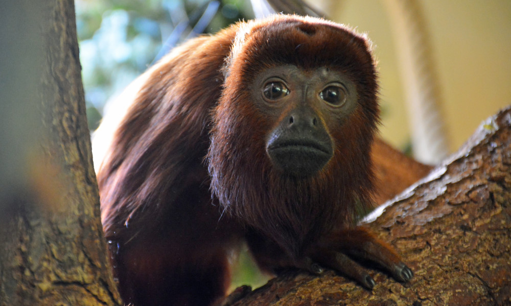 Roter Brüllaffe - Weibchen Yona    Foto: © Zoo Dresden