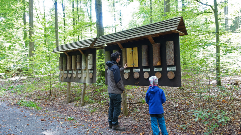 In unseren Wäldern findet sich eine große Vielfalt an Baumarten, an Stationen im Erlebniswald kann man sie spielerisch entdecken. Foto: DJD/PEFC