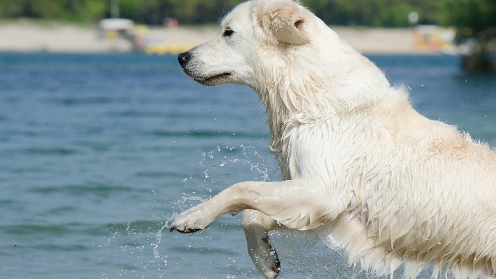 Hundstage: Mythos, Hitze und Himmelsphänomen - Wie das Wetter auf den Hund gekommen ist. Symbolfoto (Pixabay)