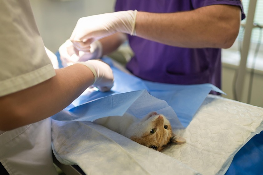 Tierkrankenversicherung: Lohnt sich die Absicherung gegen hohe Tierarztkosten?  Foto: Pixabay